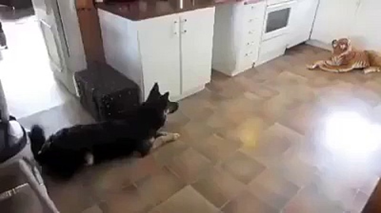 German Shepherd afraid of a toy tiger Hilarious Videos