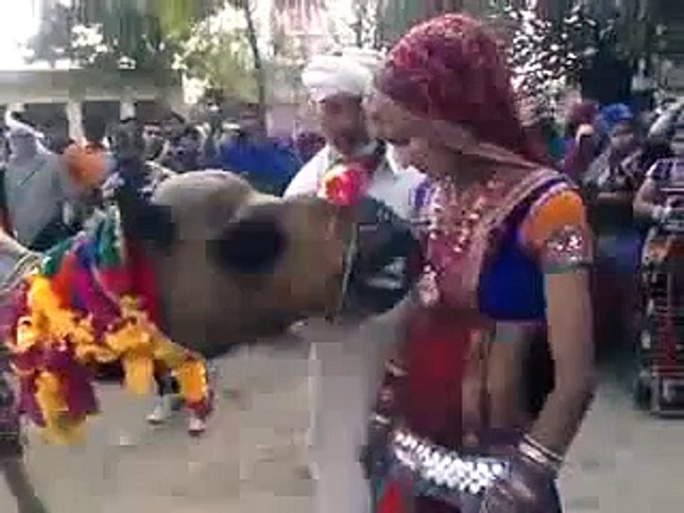 funny camel
