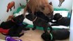 52ème vidéo Maman et ses petits chiots  staffy de la 20ème portée de Staffordland