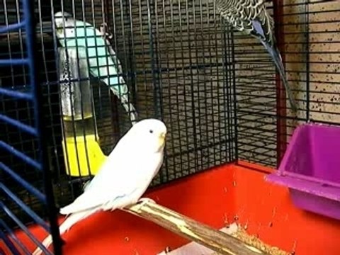 Video Perruches Partie 11