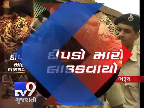 Endangered LEOPARD share 'unique bond' with forest officials - Tv9 Gujarati