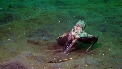 All praises be to Allah,, The Creator