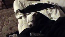 Sleeping Airy Boxer Dog Dreams ~ Adorable!
