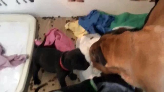 55ème vidéo La tétée des chiots staffys de la 20ème portée de Staffordland