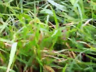 The Lorax Let it Grow music video!