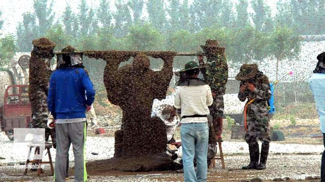 A man covered himself with 1.1 million bees to feel alive for the first time