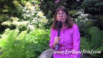 EcoBeneficial Tips: Native Plants for Shade Gardens