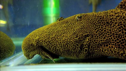 Pseudacanthicus leopardus - Rare Aquatics