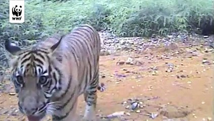 Rare Tigers Activate Infrared Cameras