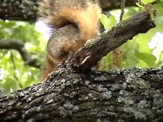 Oui les écureuils font caca...