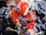 Guan's Koi / Japanese Carp Fish Pond ( Pictures   Videos )