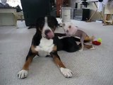 Maggie the most patient Greater Swiss Mountain Dog.avi