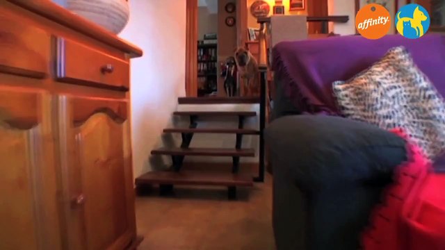 Alimentación y cuidados - Viajar con perros - Más que perros y gatos 7