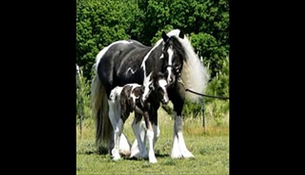 Gypsy Vanner Horses Breed!