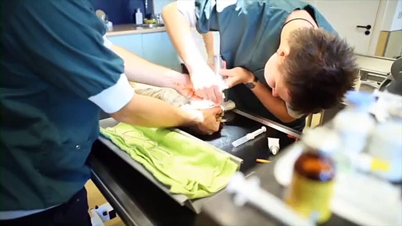 Dierenkliniek DierenDokters Ede, een kijkje achter de schermen