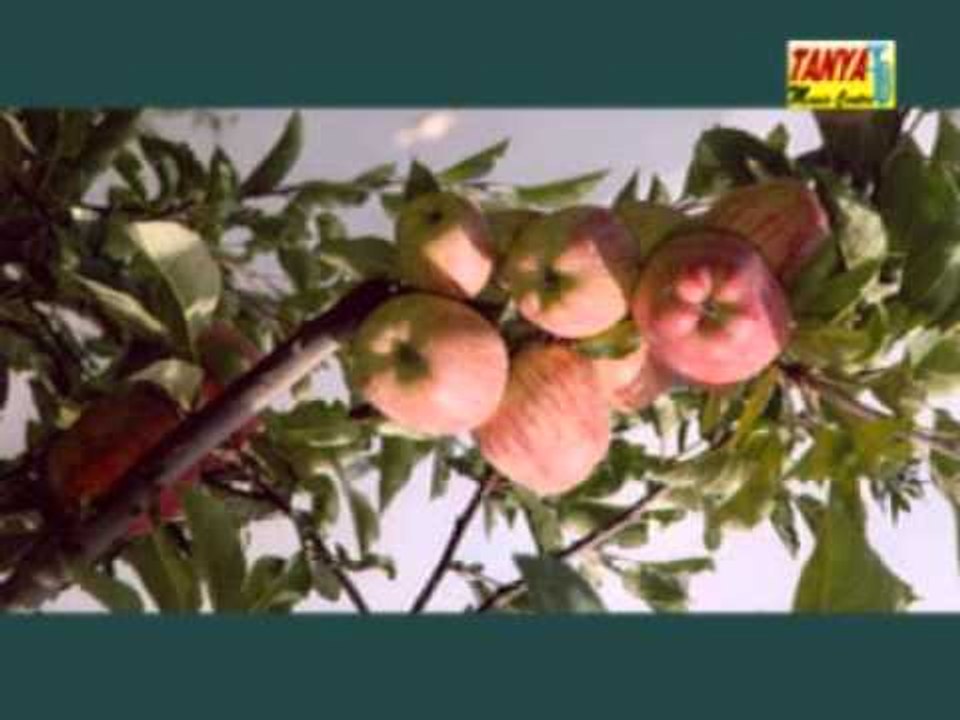 Chal Panwani Chal | Himachali Song | Jai Prakash Sharma | Himachali Hits | Tanya Music & Boutique