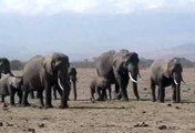 Echo of the Elephants