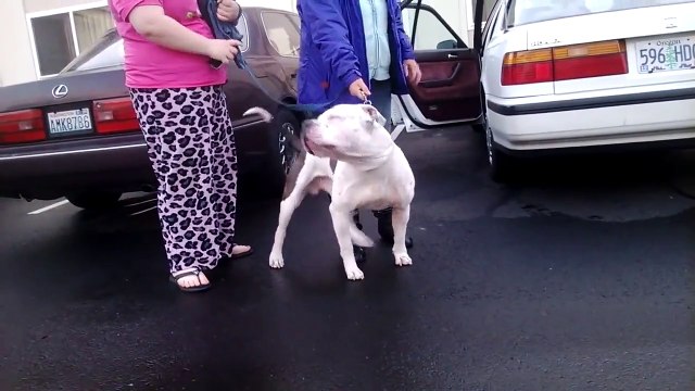 Pit Bull VS Rottweiler!!! Huge Bully Meets Brutus Maximus