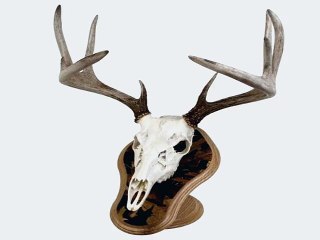 Most Popular Trophy Mounts