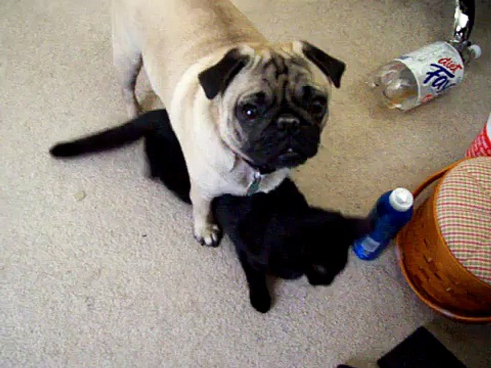 Black cat in heat loving on Pug