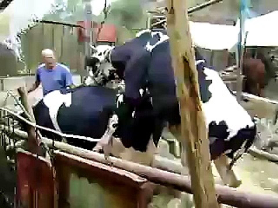 Funny bull&cow