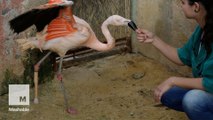 Pink flamingo receives prosthetic leg after injury