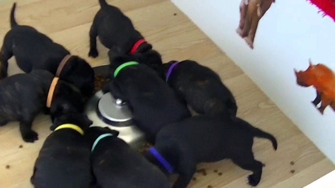 59ème vidéo Le repas croquettes avec la 20ème portée de Staffordland