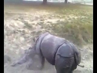 Rhino attack in Bahawulpur zoo