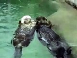 Otters holding hands @ Funny Animal Videos   Funny Pet Videos, Funny Cat Videos, Cute Pets