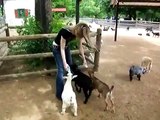When Pygmy Goats Attack