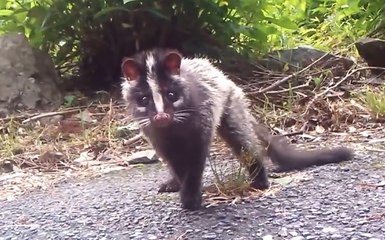 Maskeli Palmiye Misk Kedisi