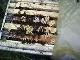 Bienen (Ableger) zu verkaufen im Versandkasten