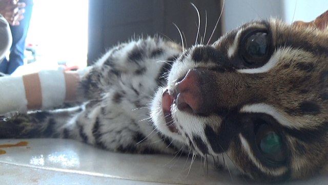 VIDEO: Leopard Cat Rescued / Sauvetage d'un Chat Leopard / Penyelamatan Kucing hutan