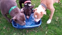 Well socialized (and properly introduced) pit bulls playing at Angel's Heart Dog Rescue