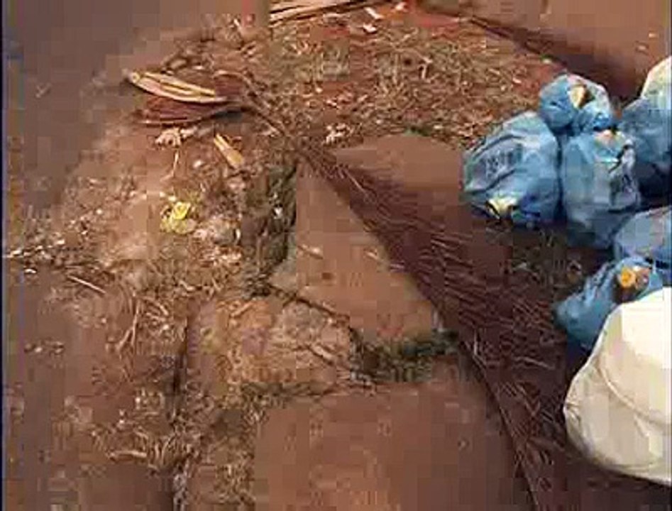 Taguatinga