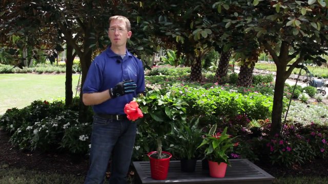 How to Bring Tropical Plants Indoors : Gardening Tips