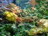 29 Gallon Oceanic BioCube Reef Aquarium