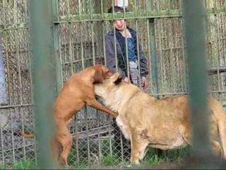 Aslan ve Köpek Beraber Oynadı