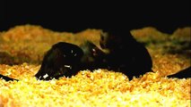 Baby Black-tailed Marmoset.オグロマーモセットの赤ちゃん。