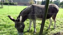 Donkey mix sweet donkeys on a field - süße Esel auf dem Feld