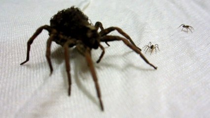 Look at this Japanese Spider Closely!