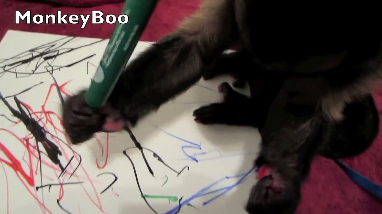 Capuchin Monkey Artist!