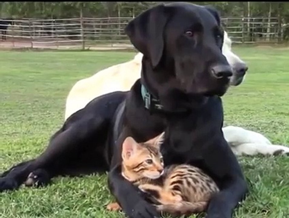 Dog looks after Bengal cub