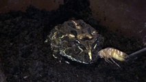 Pacman frog uses sticky tongue to grab a dubia roach.