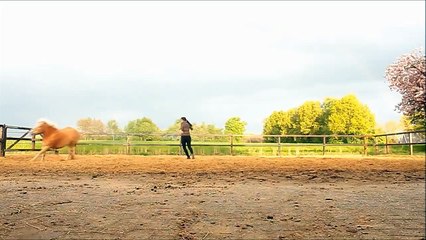 Bewust In Vrijheid Special! ll Uitleg over VD, GW & Bitloos/Tuigloos