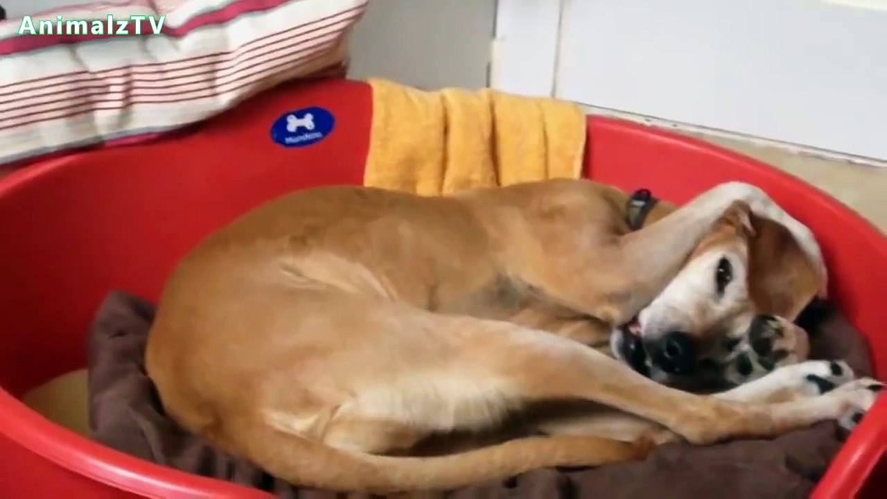 Funny  Lazy Dogs Won't Wake Up and Get out of Bed Compilation [NEW HD VIDEO]