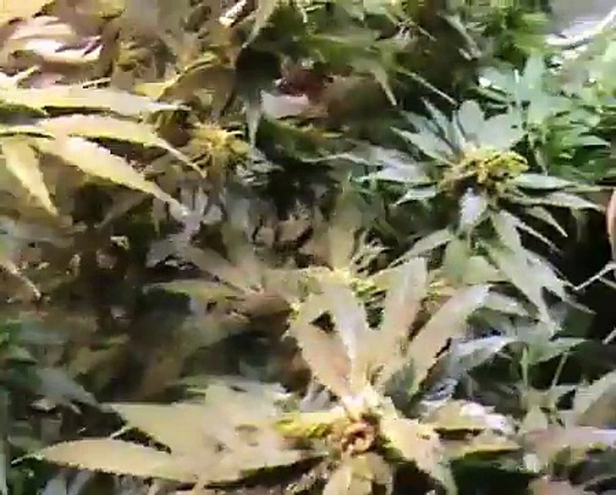 Marijuana Indoor Soil Grow