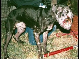 The Realities of Dogfighting