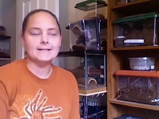 Tarantulas for first time buyers