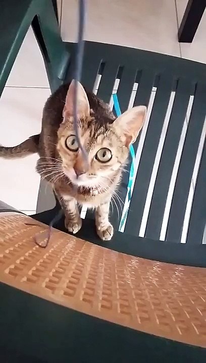 Souki -funny cat